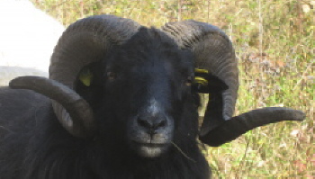 Dies dürfte dann die Mitte treffen