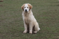 Junger Herdenschutzhund