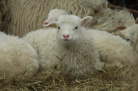 Lamm Weiße gehörnte Heidschnucke